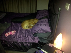 Leo's favourite place - my bed.