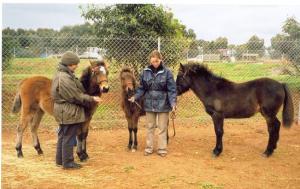 Maya, Henry and Ziggy, the Elcarim team at the APSB Foal Show in 2004