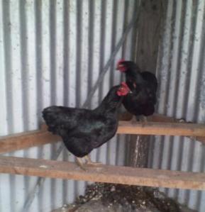 Australorp hens Erica and Ebony