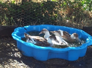 New Silver Appleyard ducks