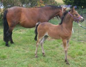 Zena with probably the best foal I bred, Elcarim Mr Brightside.