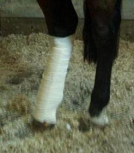 In the stables, with the bandage on