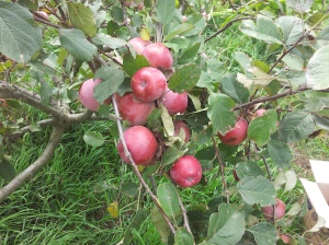 My third apple tree, full of fruit.