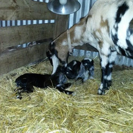 Juno with her newborn twins, Abel and Elizabeth