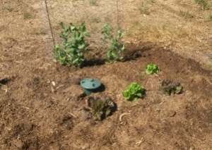 Lettuce and snow peas.