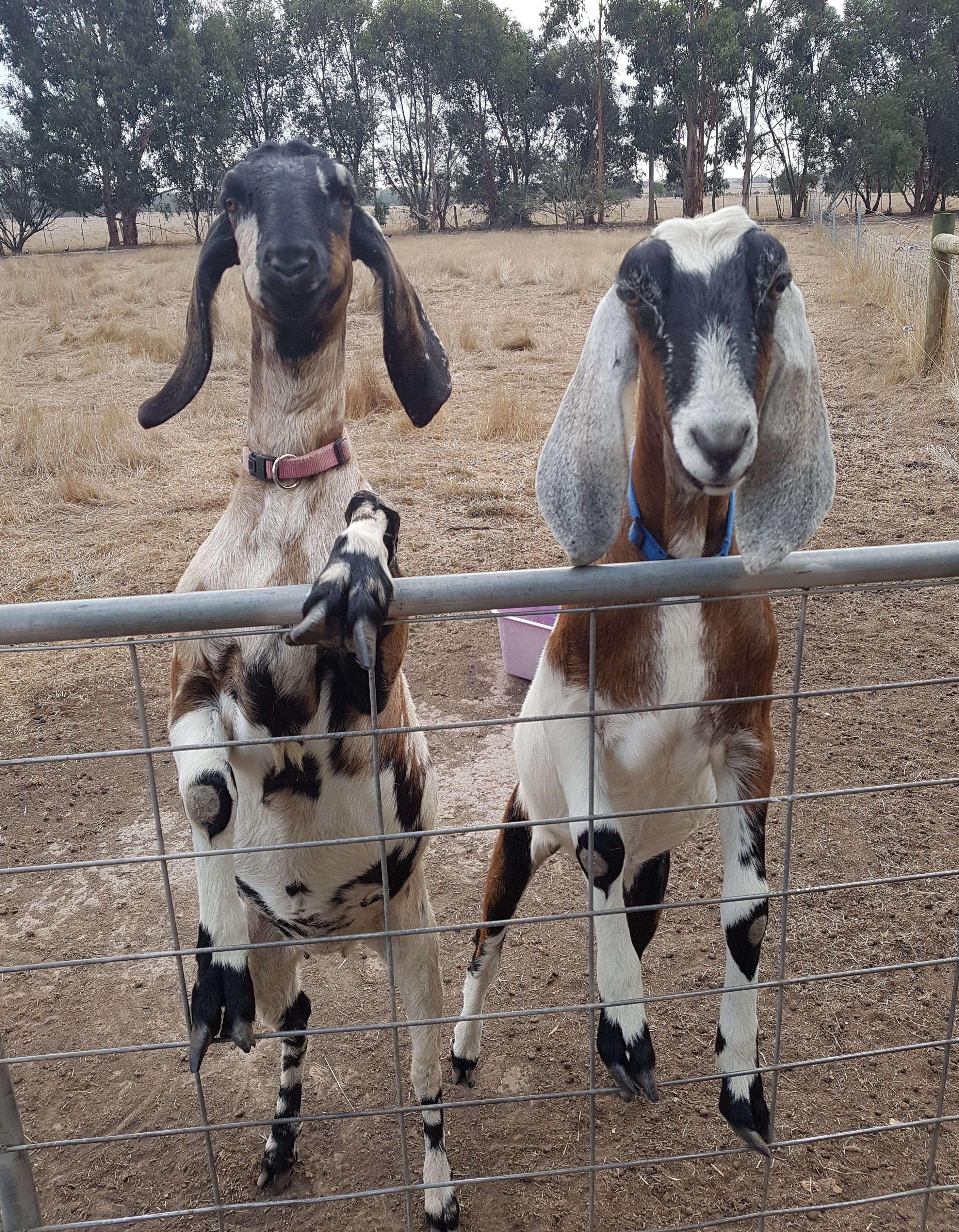 20190323 goatlings